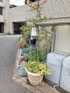 【店頭引取限定】テラコッタ風 鉢