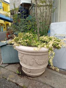 【店頭引取限定】テラコッタ風 鉢