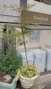 【店頭引取限定】テラコッタ風 鉢
