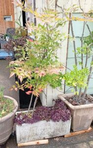 植木鉢 ホワイト ヨーロピアン 長方形