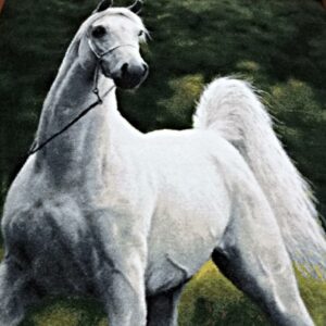 ペルシャ絨毯 額装 白馬 イラン タブリーズ