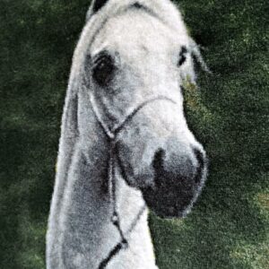 ペルシャ絨毯 額装 白馬 イラン タブリーズ