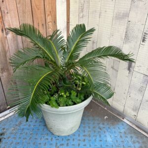 ソテツ 蘇鉄