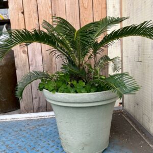 ソテツ 蘇鉄