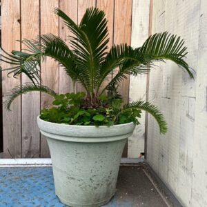 ソテツ 蘇鉄